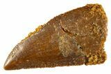 Serrated Raptor Tooth - Real Dinosaur Tooth #332701-1